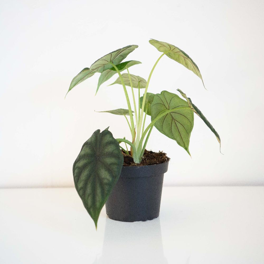 Thompson & Morgan Alocasia Dragonscale Plant Pot 13cm 2 Pack Image 2
