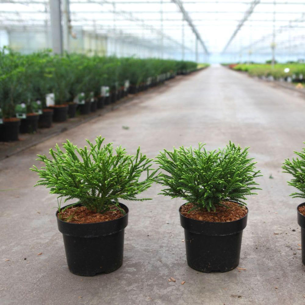 Thompson and Morgan Cryptomeria Japonica Little Champion Plant Pot 3L Image 2