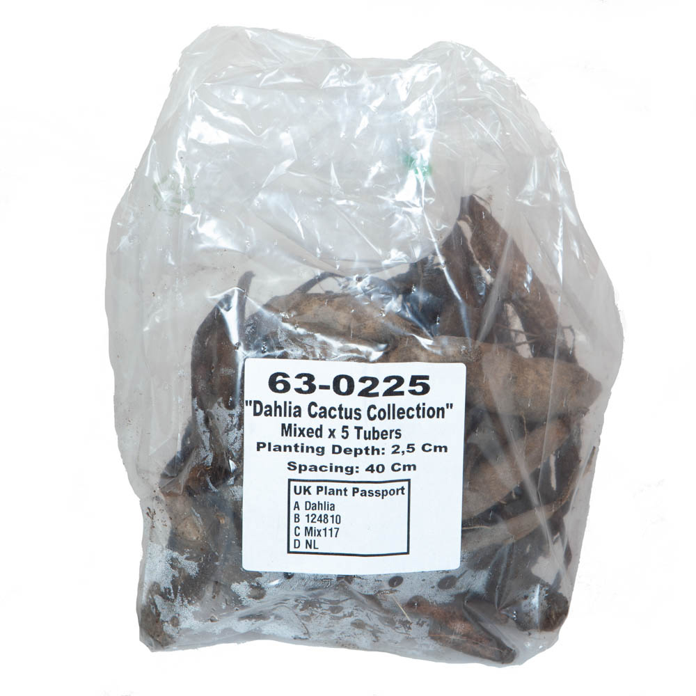 YouGarden Dahlia Cactus Mix Spring Planting Tuber 5 Pack Image 2