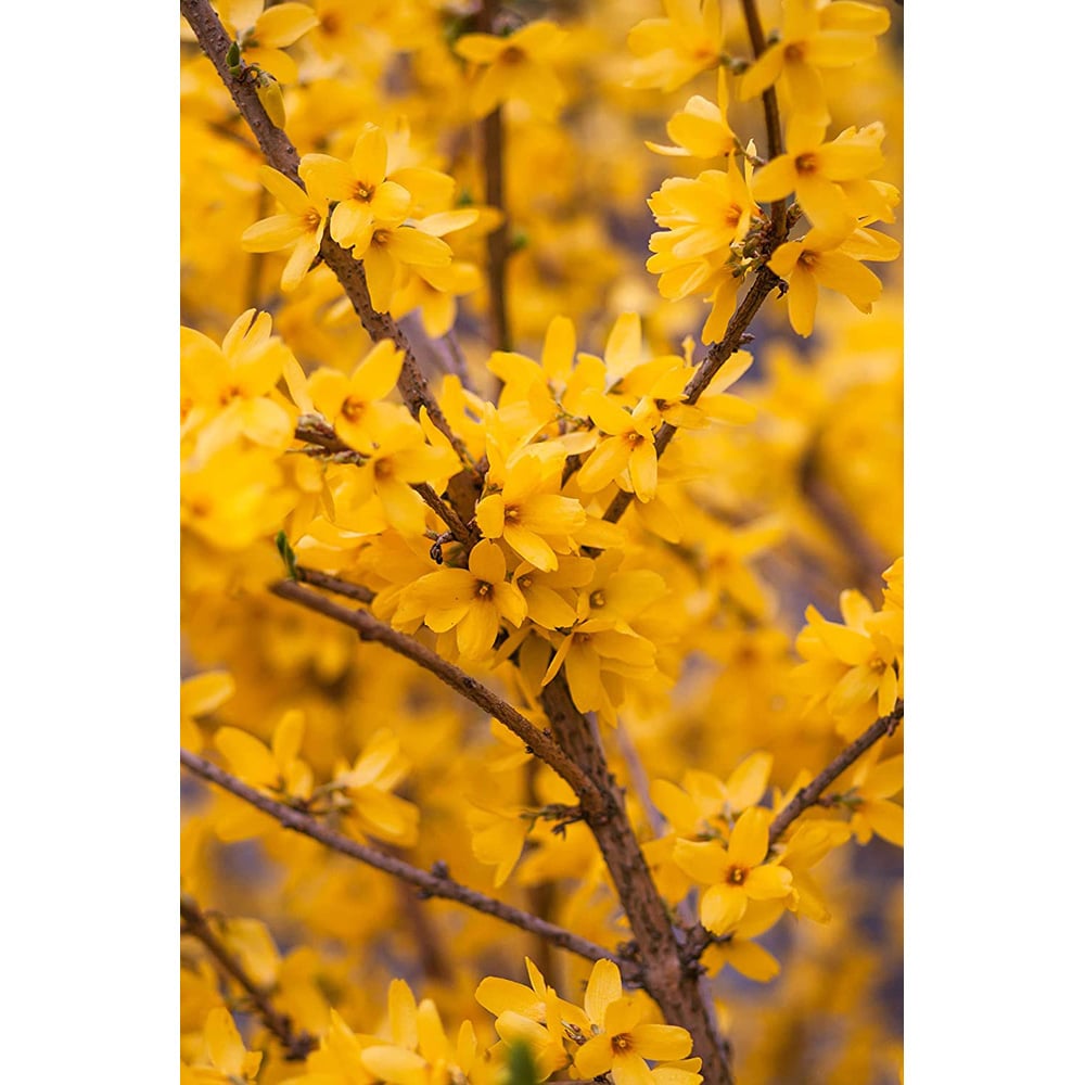 Inspirational Gifting Forsythia Bare Root Hedge Plant Sapling 3ft 20 Pack Image 4