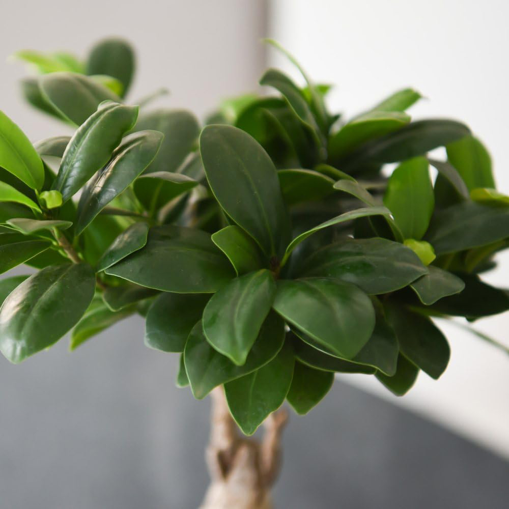 Thompson and Morgan Ficus Microcarpa Ginseng Plant Pot 9cm Image 2