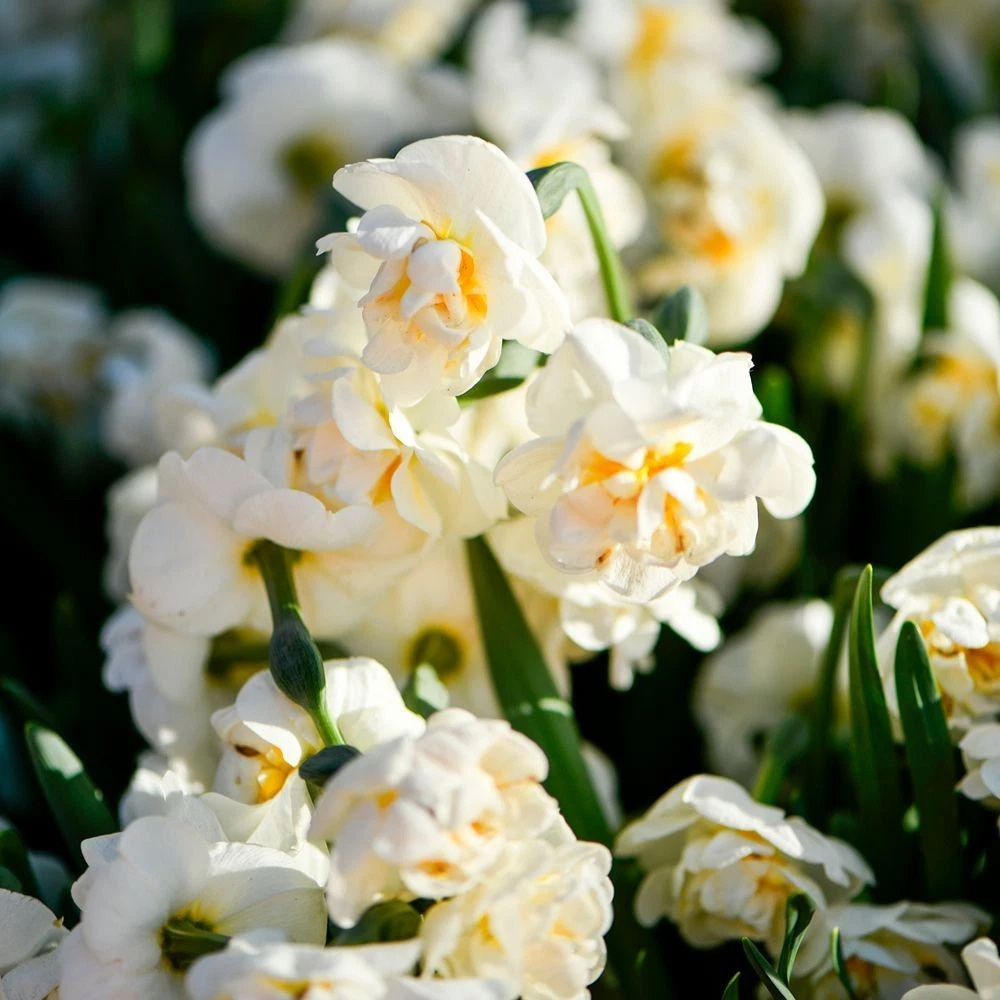 Thompson and Morgan Daffodil Bridal Crown Creamy White and Yellow Planting Bulb 32 Pack Image 8