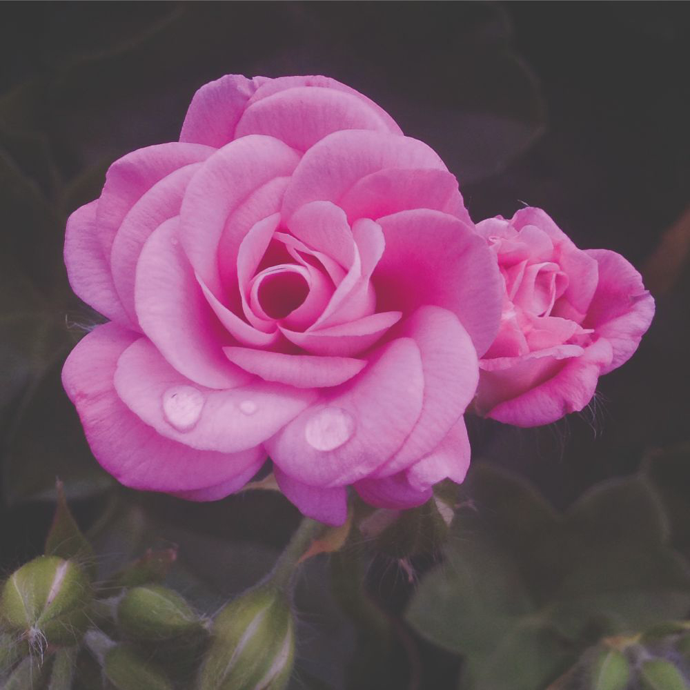 Thompson and Morgan Geranium Trailing Sybil Pink Jumbo Plant Plug 5 Pack Image 3