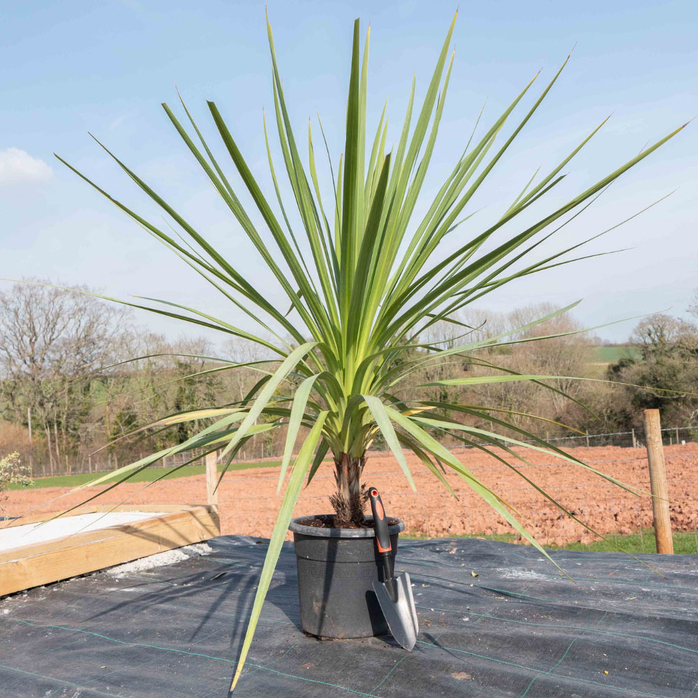 Thompson & Morgan Green Cordyline Australis Verde Atlantic Plant Pot 17cm Image 3