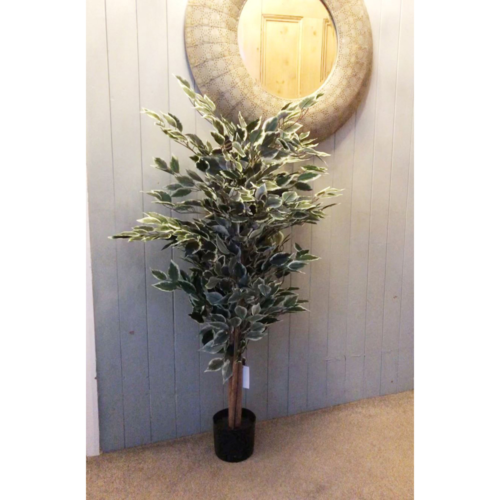 Botanik Ficus White Edge Bushy Realistic Artificial House Plant 4.3ft Image 2