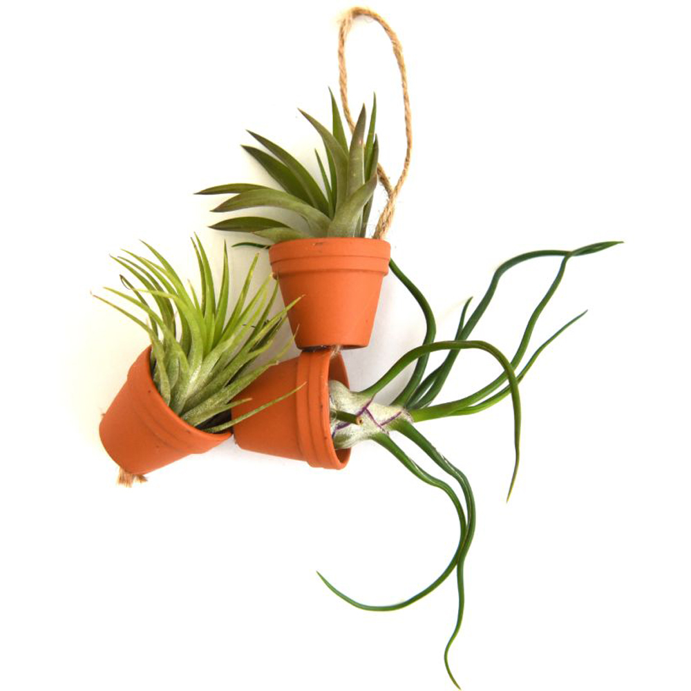 Thompson and Morgan Mini Air Plant Pot on Rope 3 Pack Image 2
