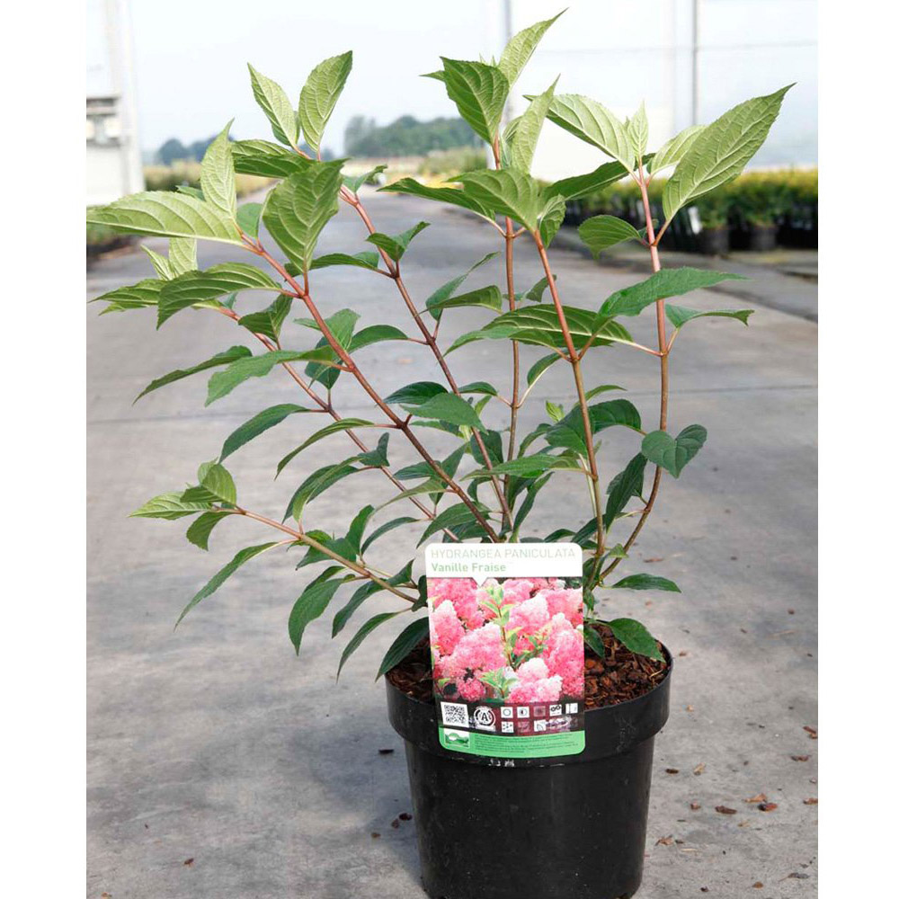 Thompson and Morgan Hydrangea Vanille Fraise Hardy Perennial Flowering Plant Pot 3.6L Image 4