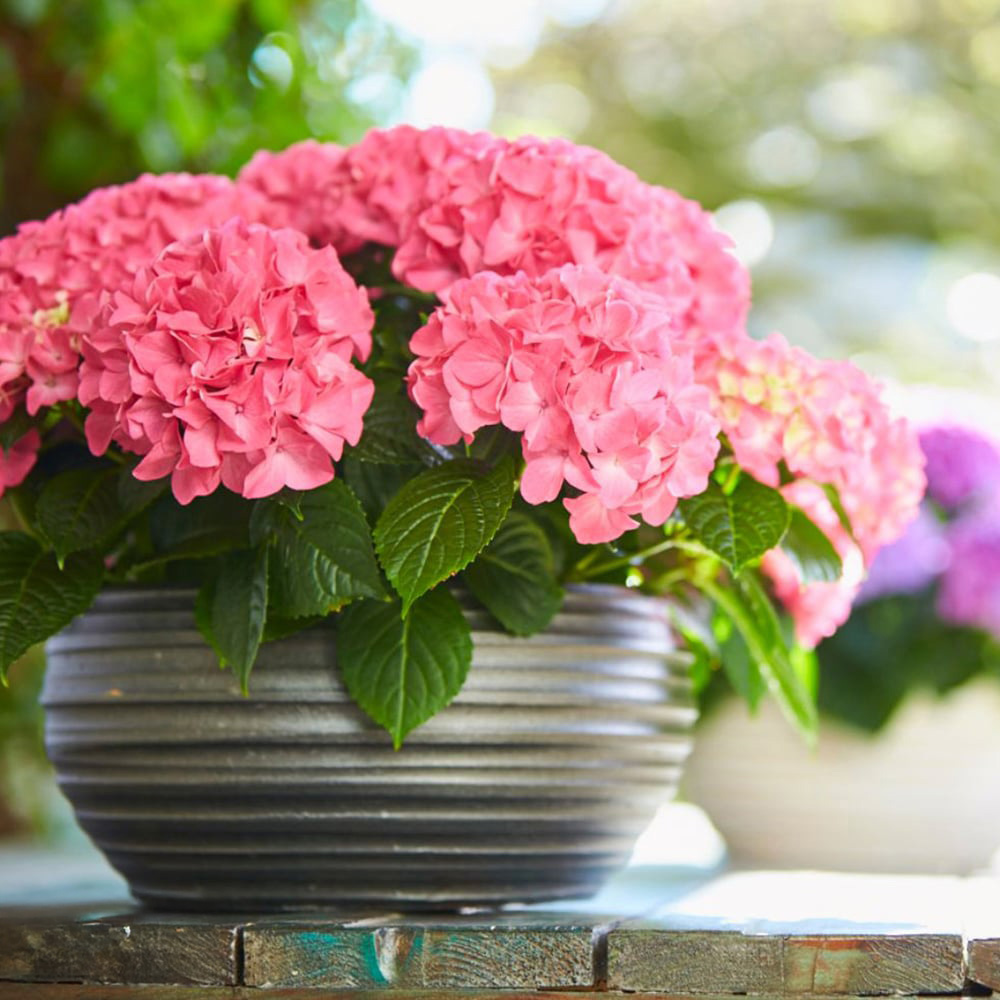 Thompson and Morgan Hydrangea Tabletop Plant Pot 17cm 3 Pack Image 4