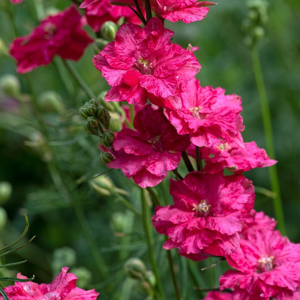Thompson & Morgan Larkspur King Scarlet Seeds Image 2