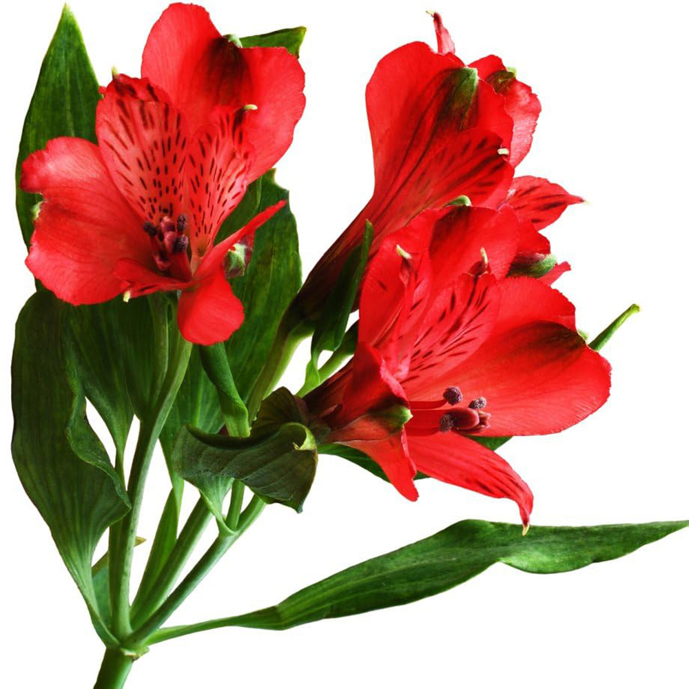 Thompson & Morgan Alstroemeria Nirvana Jumbo Plant Plug Image 2