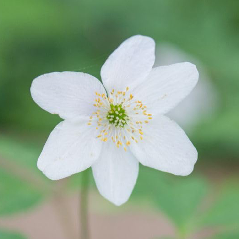 Thompson and Morgan Anemone Nemerosa Rhizomes Bare Root 30 Pack Image 1