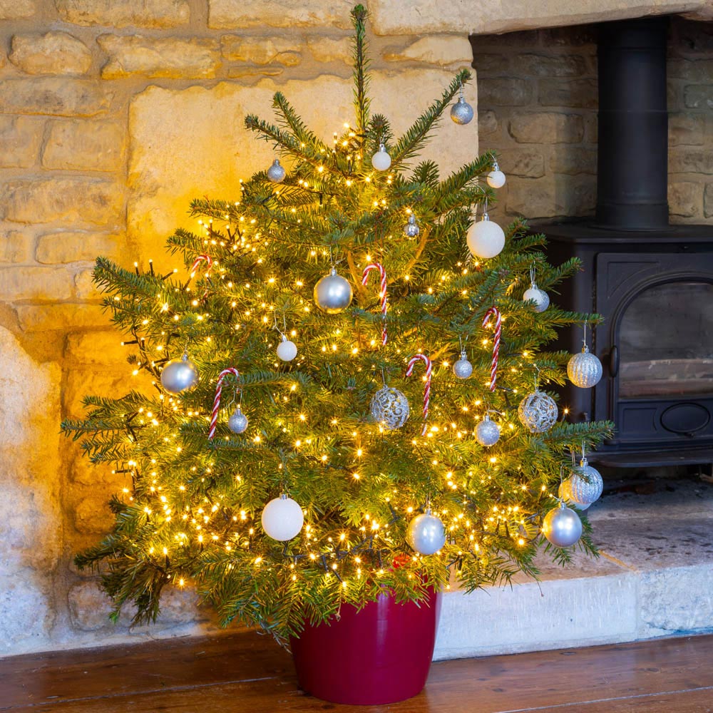 Pot Grown Nordmann Fir Christmas Tree 80 -100cm Image 3