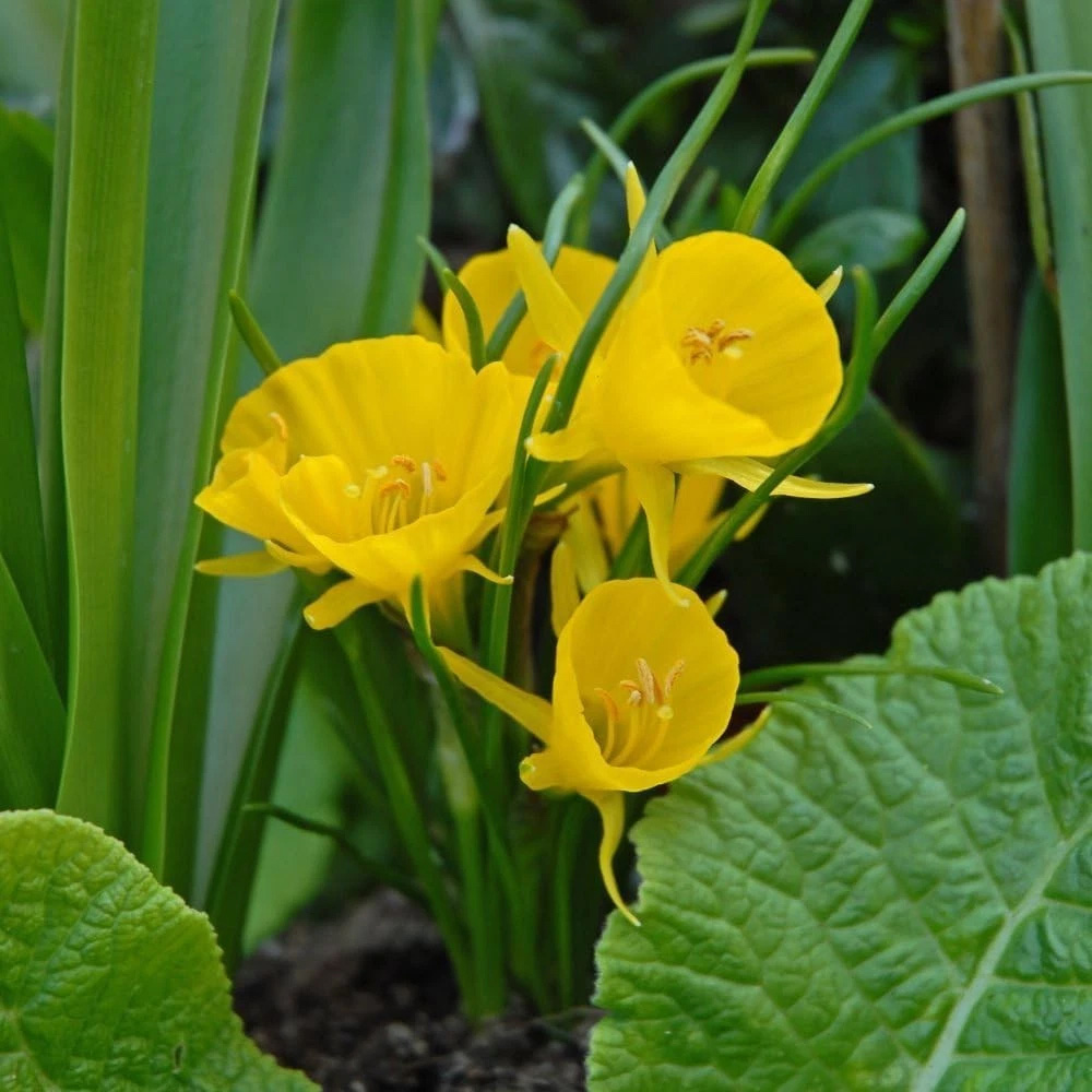 Thompson and Morgan Daffodil Bulbicodum Planting Bulb 16 Pack Image 1