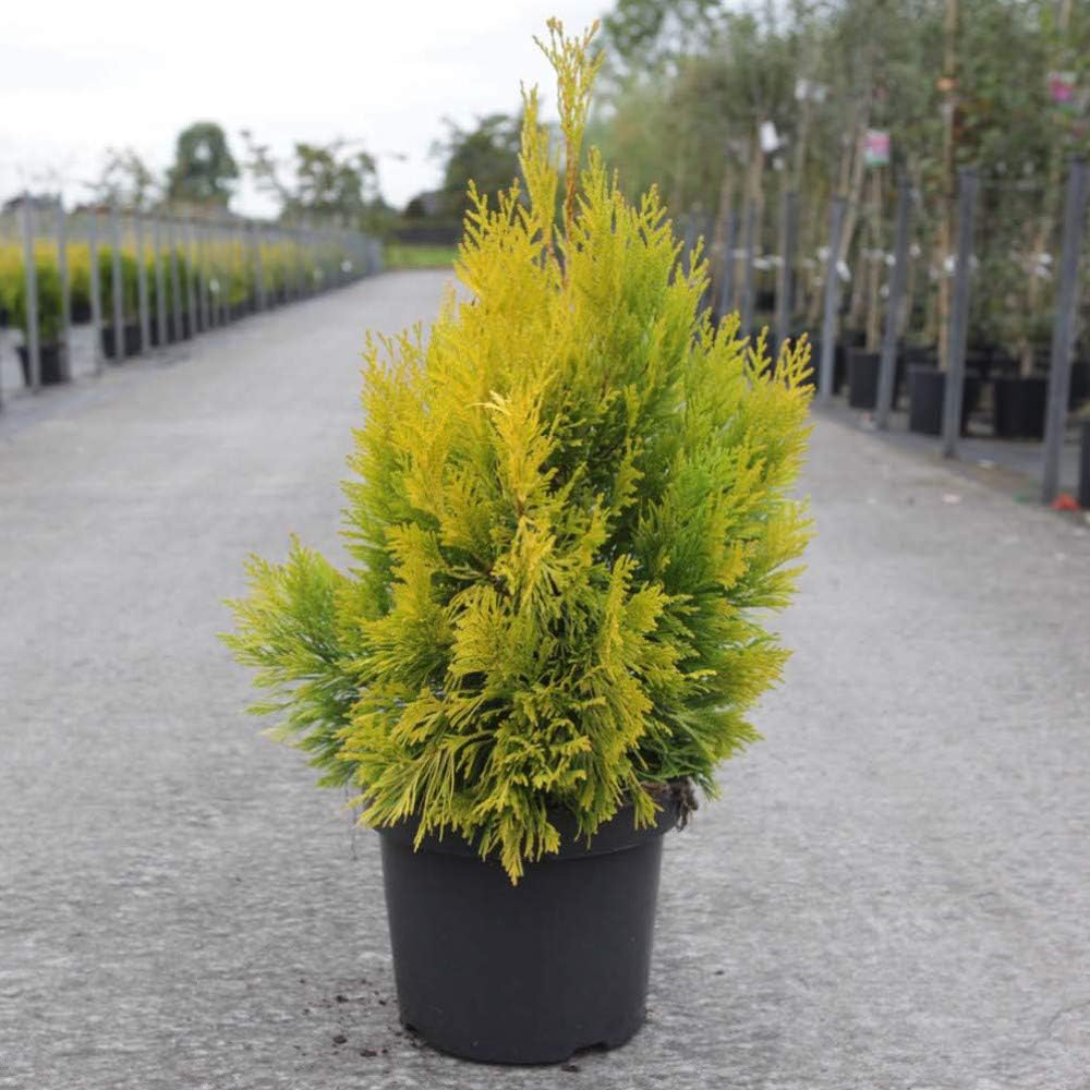 Thompson and Morgan Thuja Plicata 4Ever Goldy Plant Pot 3L 2 Pack Image