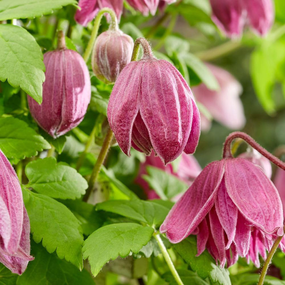 Thompson and Morgan Clematis Alpina Imke Plant Pot 9cm Image 1