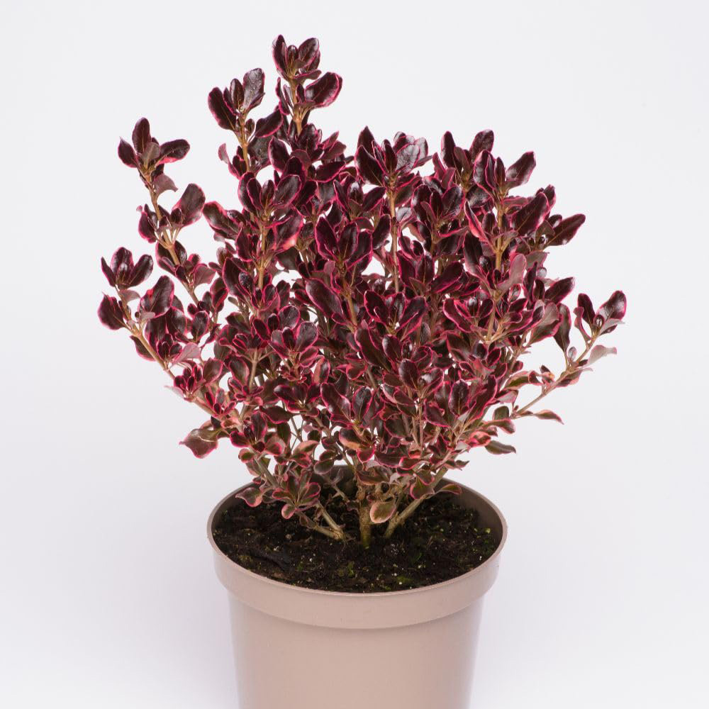 Thompson and Morgan Coprosma Repens Eclipse Plant Pot 3L Image 2