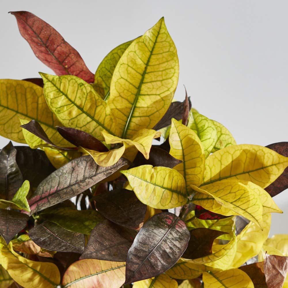 Thompson and Morgan Codiaeum Variegatum Pictum Mrs Iceton Potted Plant 21cm Image 5