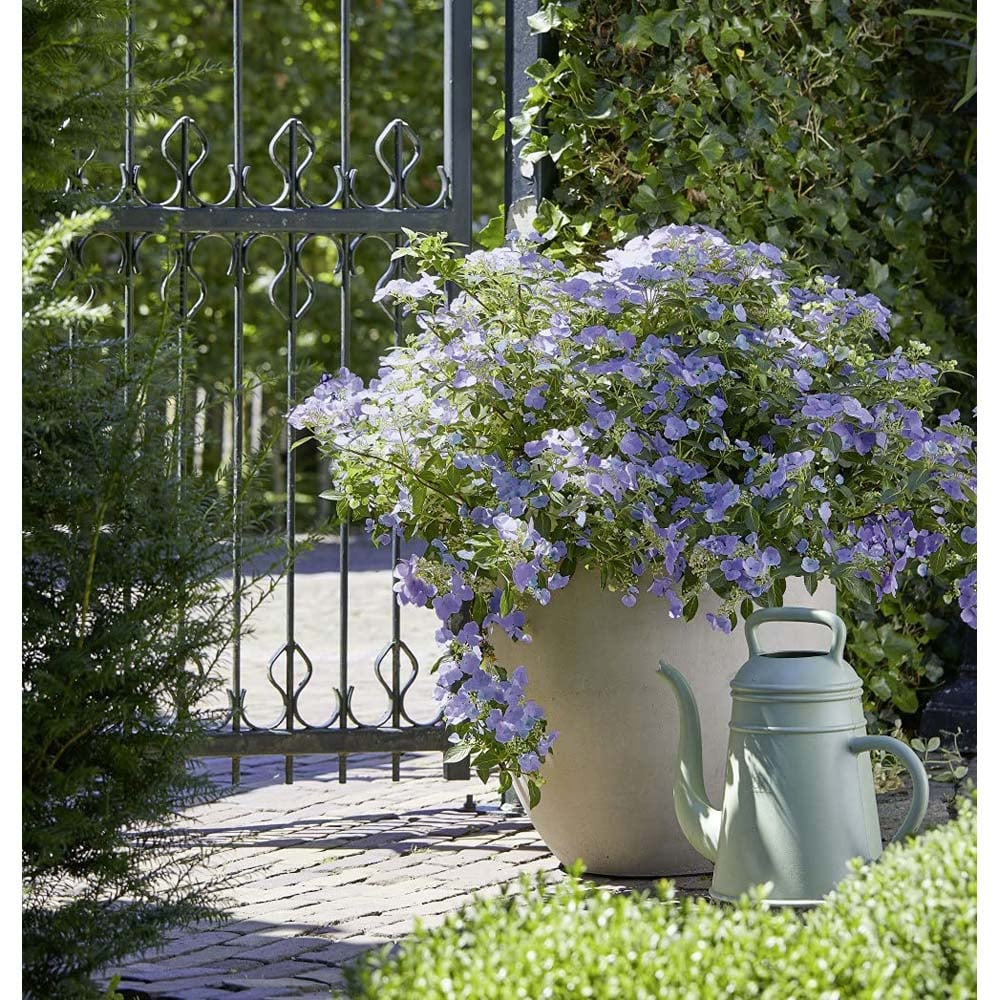 Thompson and Morgan Hydrangea French Bolero Plant Pot 13cm Image 8