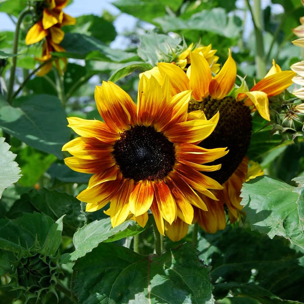 Thompson and Morgan Sunflower Harlequin Mix F1 Mr Men Little Miss Seeds Image 3