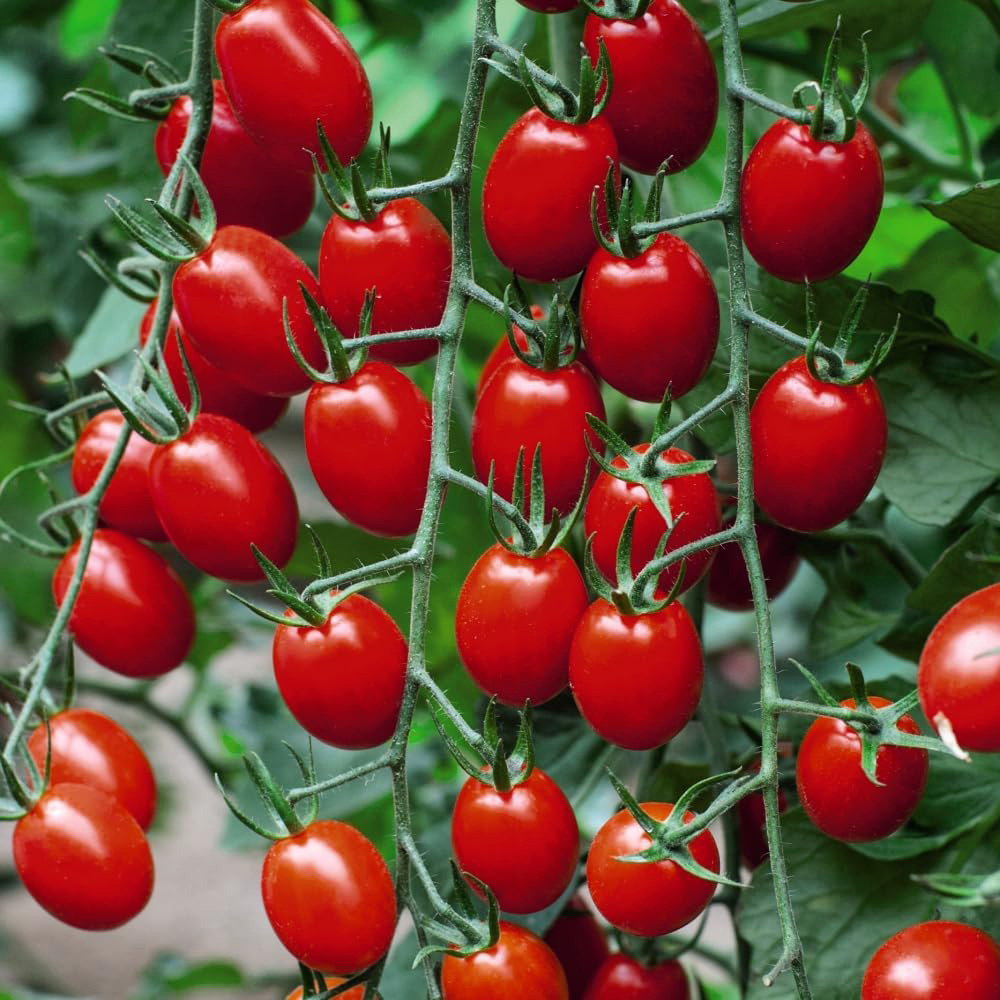 Thompson and Morgan Nurserymans Choice Grafted Tomato Plant Pot 9cm 6 Pack Image 2