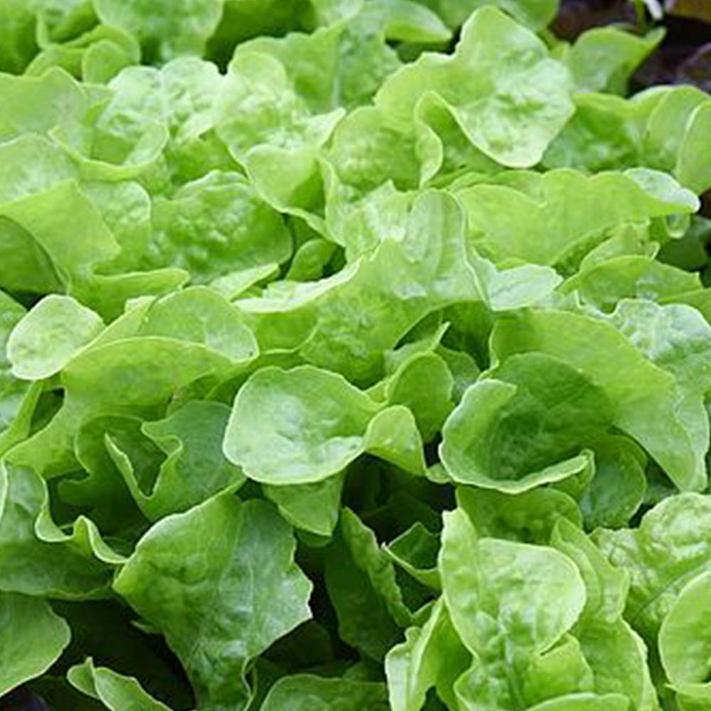 Thompson & Morgan Lettuce Kyrio 250 Seeds Packet Image 1