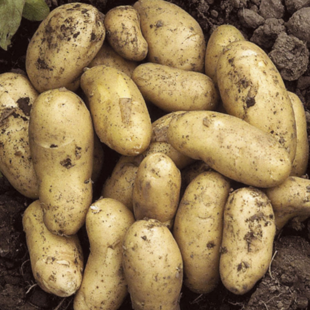 YouGarden Mixed Seed Potato Tubers 18 Pack Image 4