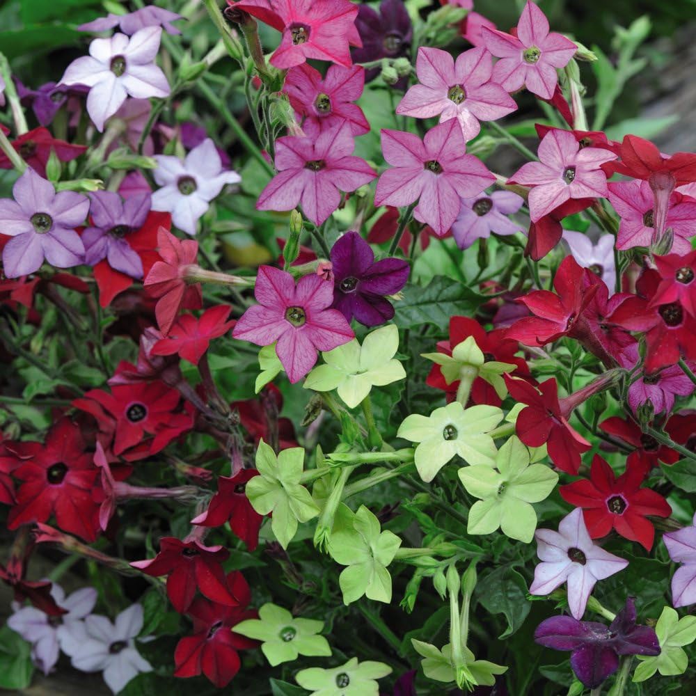 Thompson and Morgan Garden Ready Bedding Collection Garden Ready Plant 60 Pack Image 3