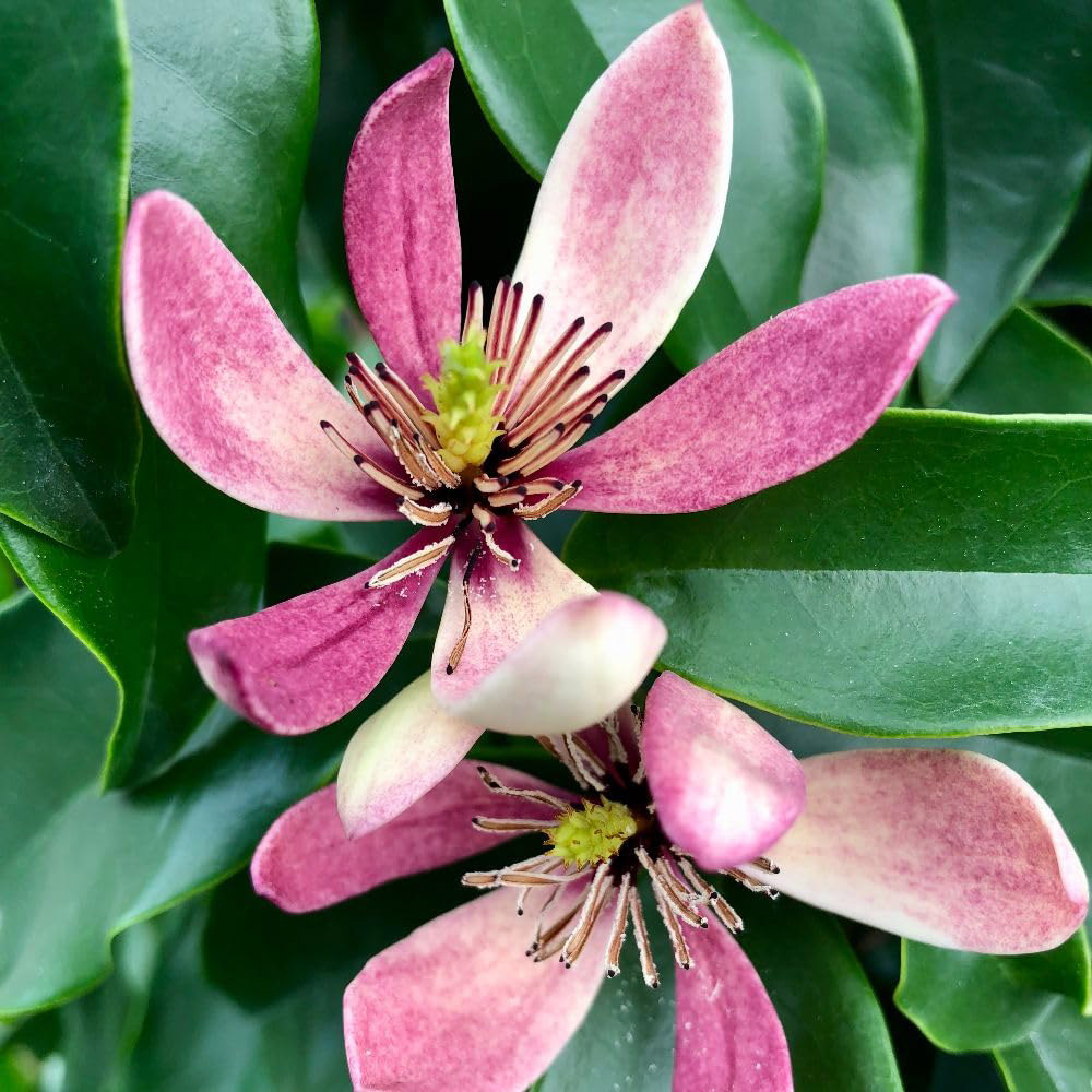 Thompson and Morgan Magnolia Hybrid Stellar Ruby Plant in Pot 9cm 2 Pack Image 3