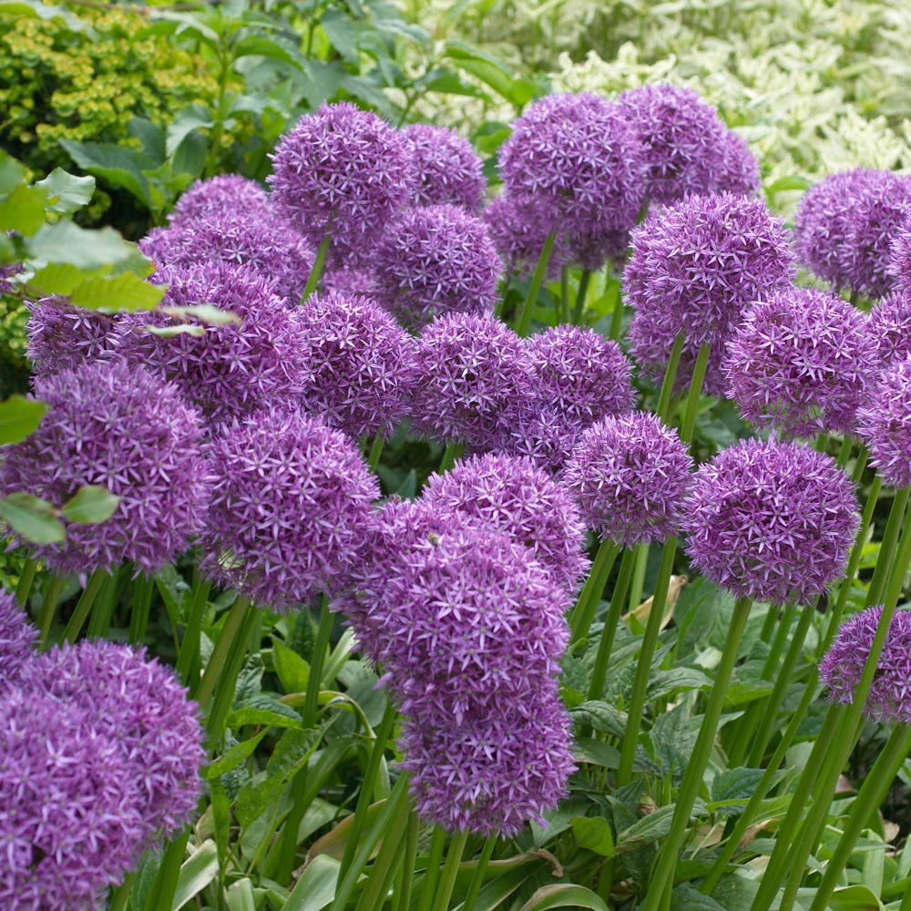 Taylors Outdoor Through Metal Planter Allium Multi Image 2
