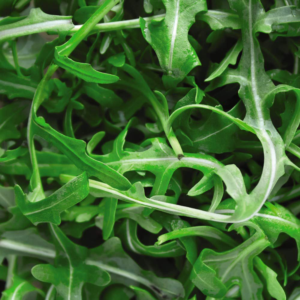 Thompson and Morgan Salad Leaves Wild Rocket Seeds Image