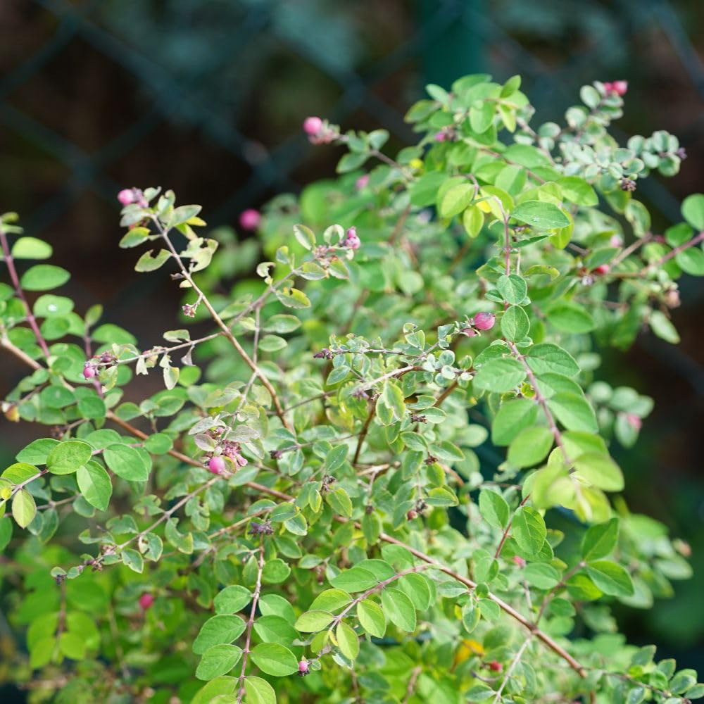 Thompson and Morgan Symphoricarpos Doorenbosii Magic Berry Bare Root 40-60cm Image 2