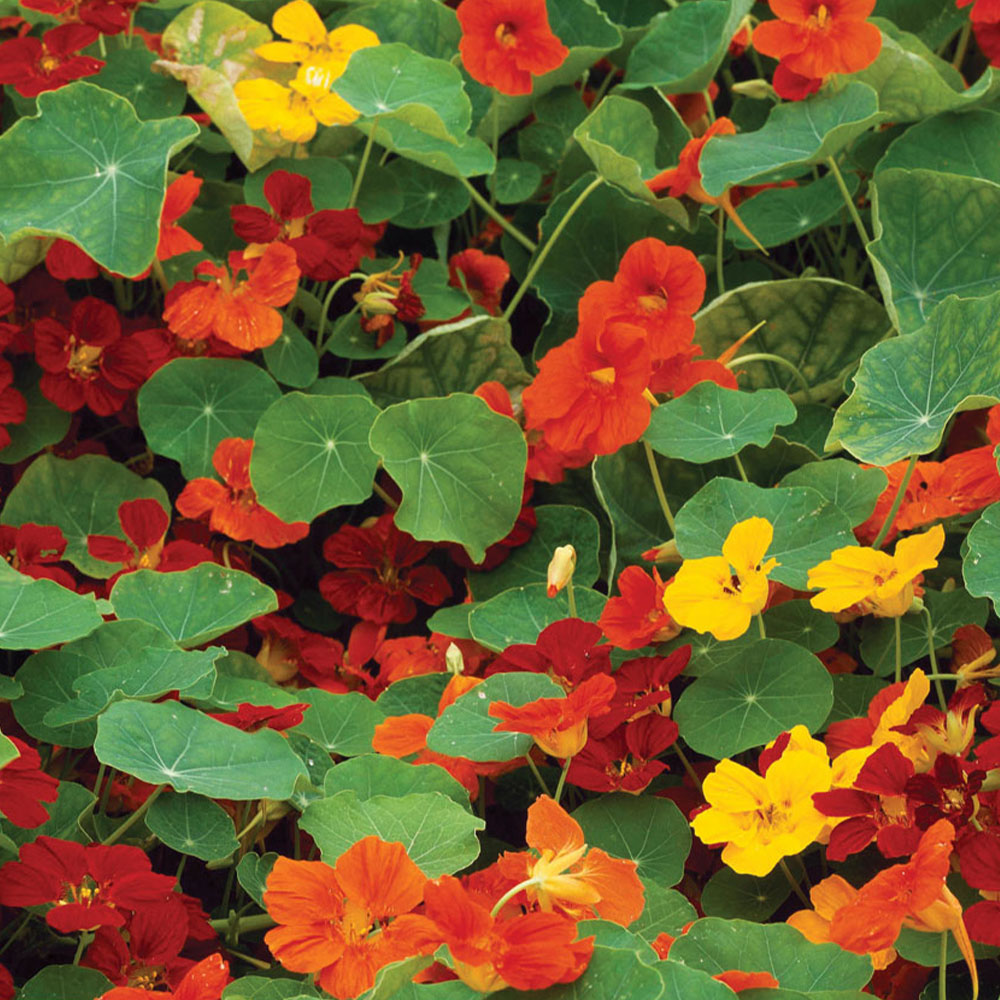 Thompson & Morgan Nasturtium Whirlybird Mixed 25 Seeds Packet Image 1