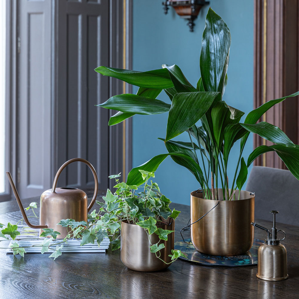 Ivyline Kew Matt Brass Plant Mister with Giftbox 14cm Image 8