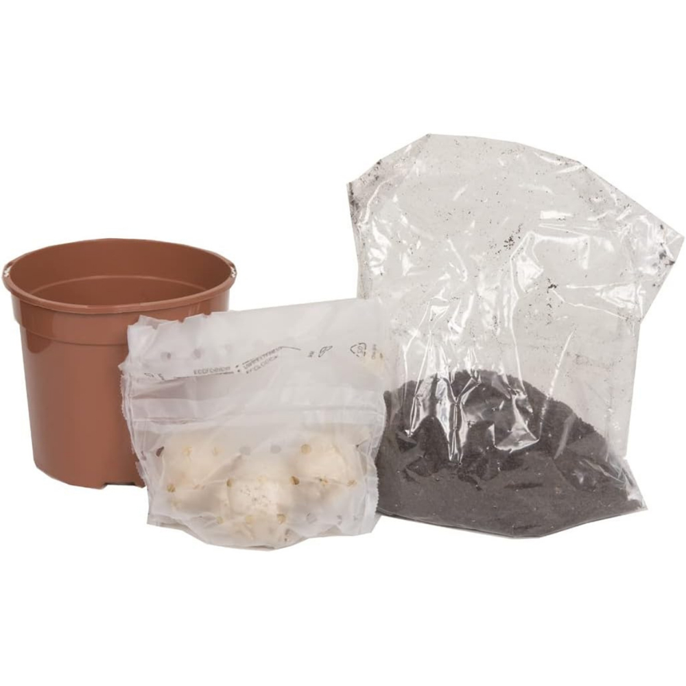 GreenBrokers Jan Bos Pink Hyacinth Planting Bulb Gift Box 3 Pack Image 3