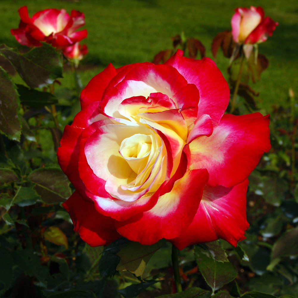 Wilko Double Delight Rose 3-4L Pot Image 1