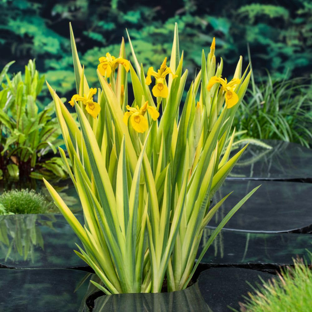 Thompson and Morgan Iris Pseudacorus Variegata Plant Pot 9cm 3 Pack Image 3