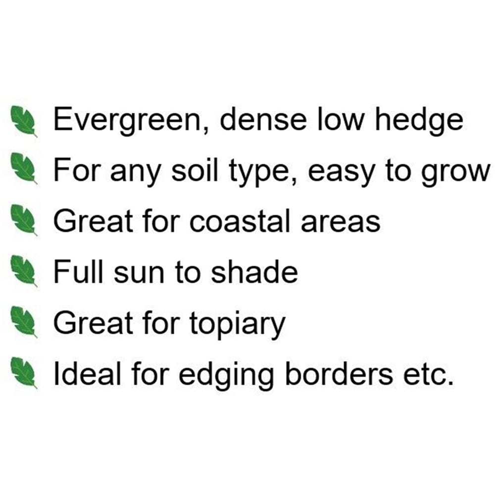 Inspirational Gifting Box Evergreen Bare Root Hedge Plant Sapling 20-30cm 5 Pack Image 6