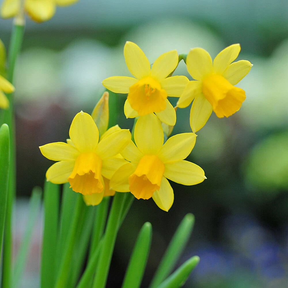 Thompson and Morgan Daffodil Tete-a-Tete Autumn Planting Bulb 40 Pack Image 5