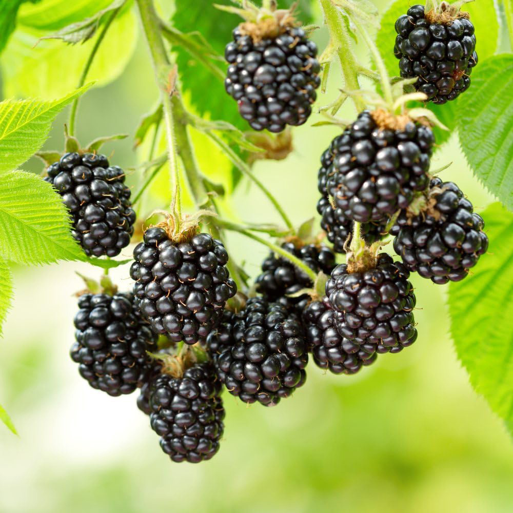 Thompson & Morgan Blackberry Rubus Opal Potted Plant Image 1