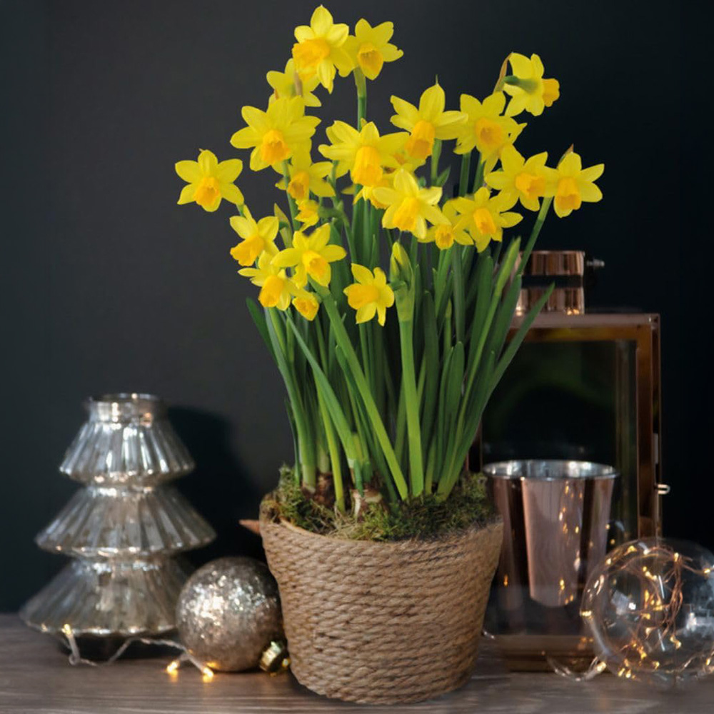Thompson and Morgan Christmas Gift Narcissus Flower Basket 14cm Image 1