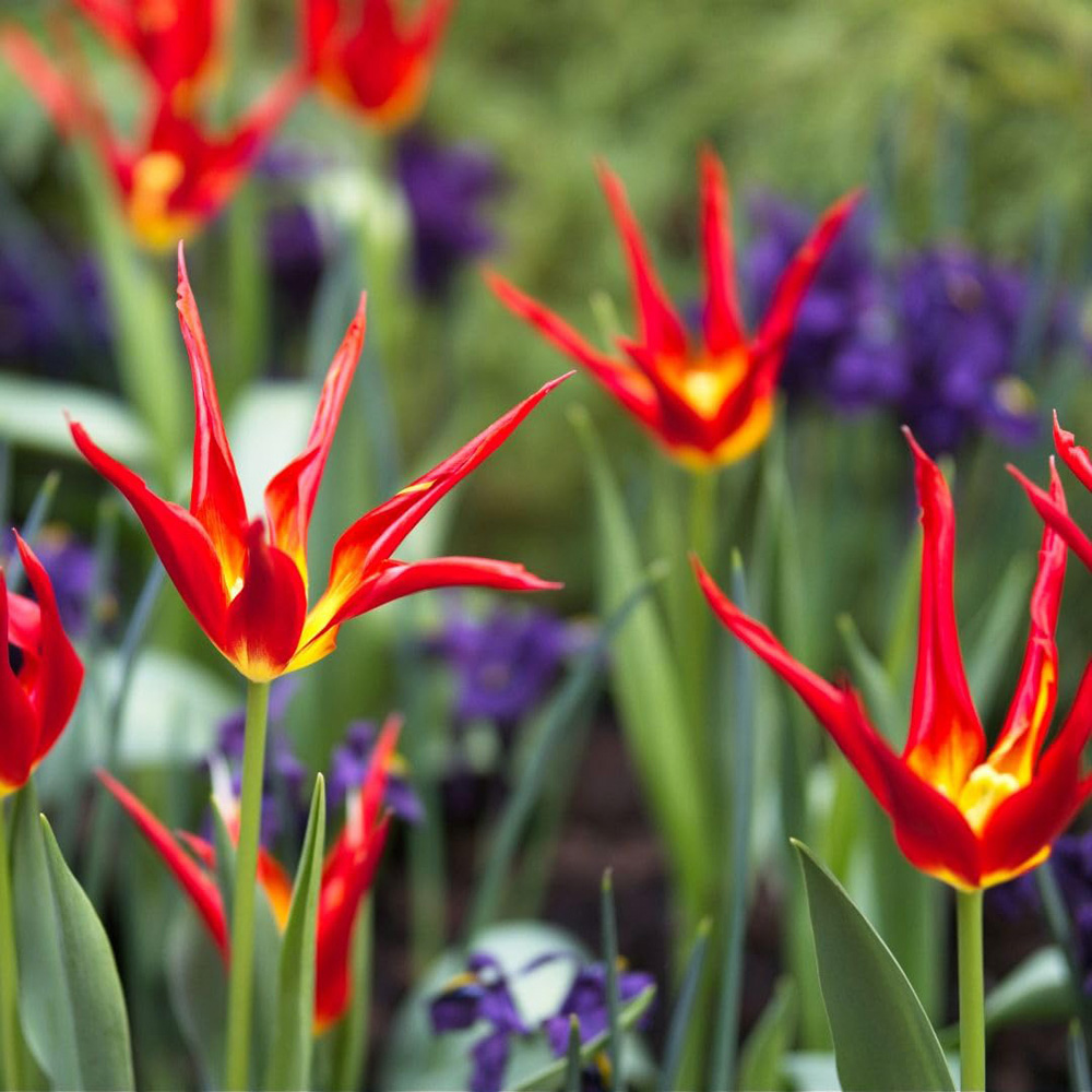 Thompson and Morgan Tulip Acuminata Bulbs 8 Pack Image 2