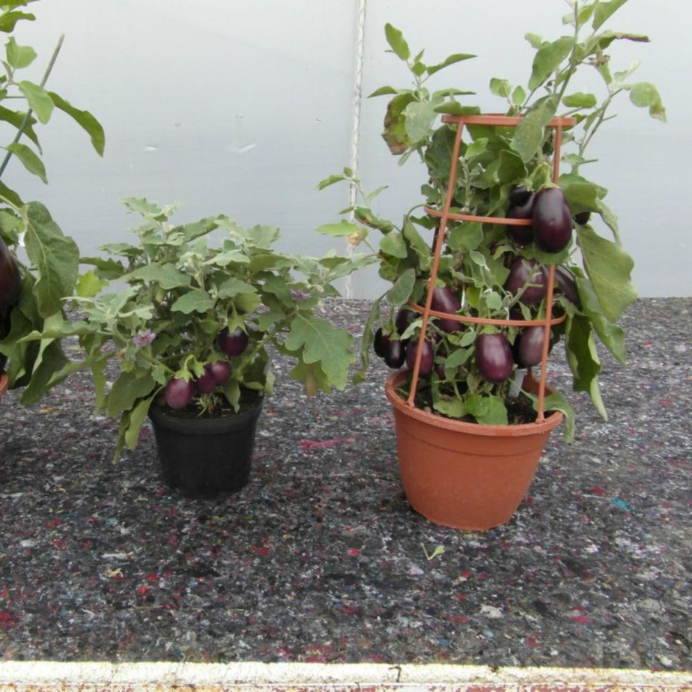 Thompson and Morgan Aubergine Baby Black Jack Potted Plant 2L 2 Pack Image 2