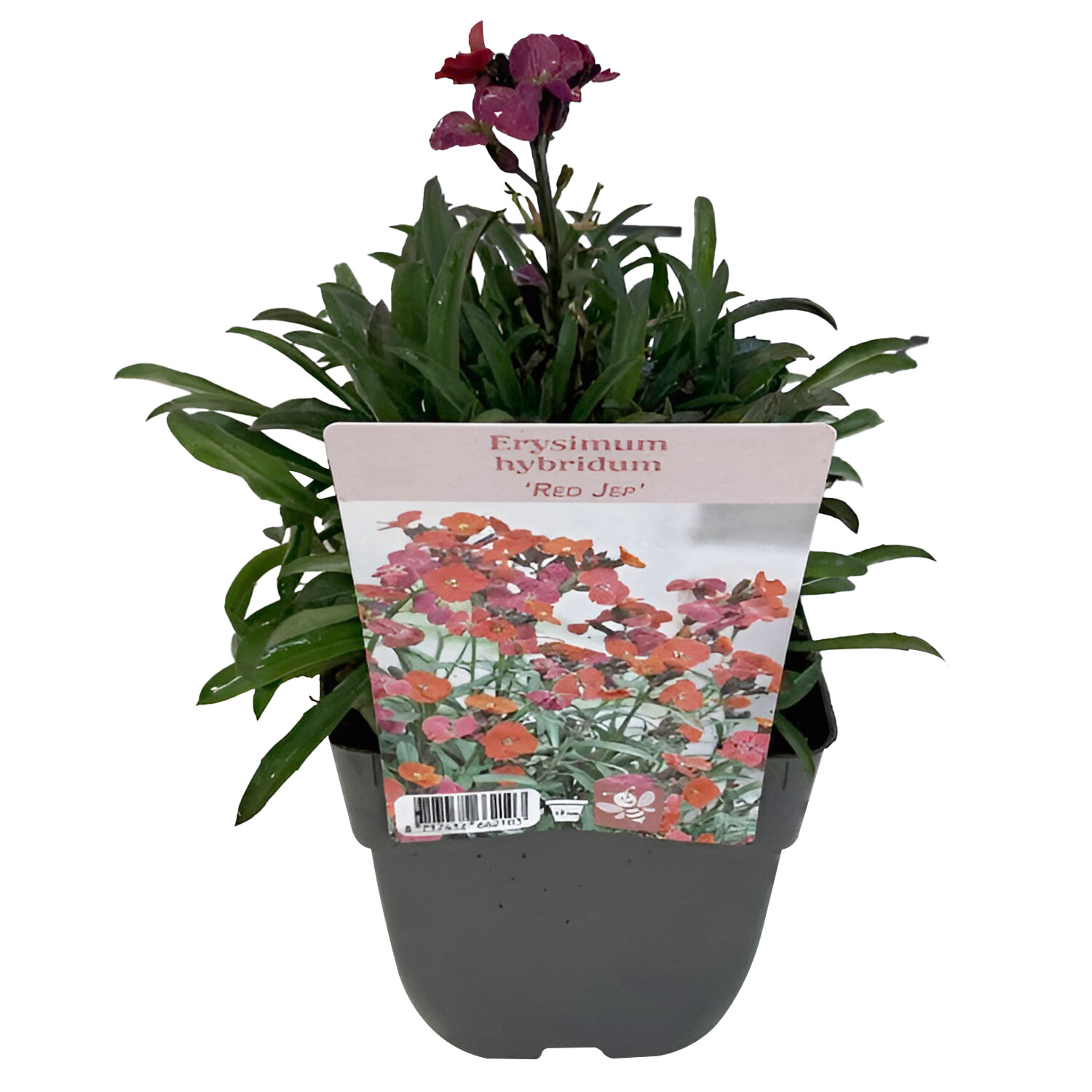 Perennial Erysimum Bowles Mauves 13cm - Purple Image