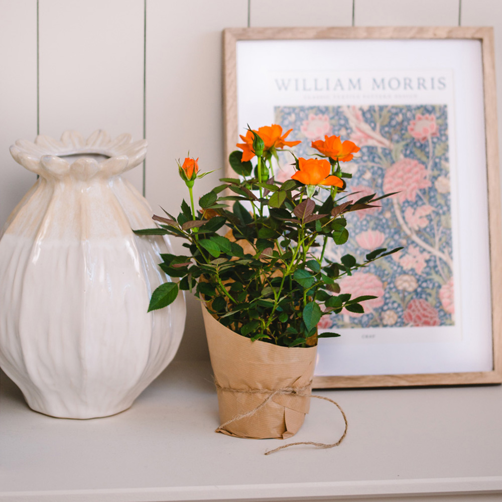 Mini Orange Rose Plant Image 4