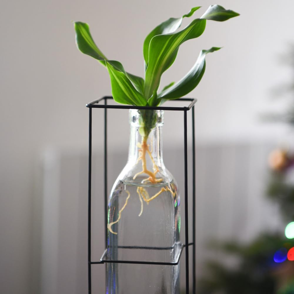 Thompson and Morgan Rooted Hydroponic Plant in Glass Vase with Wooden and Metal Stand Image 4
