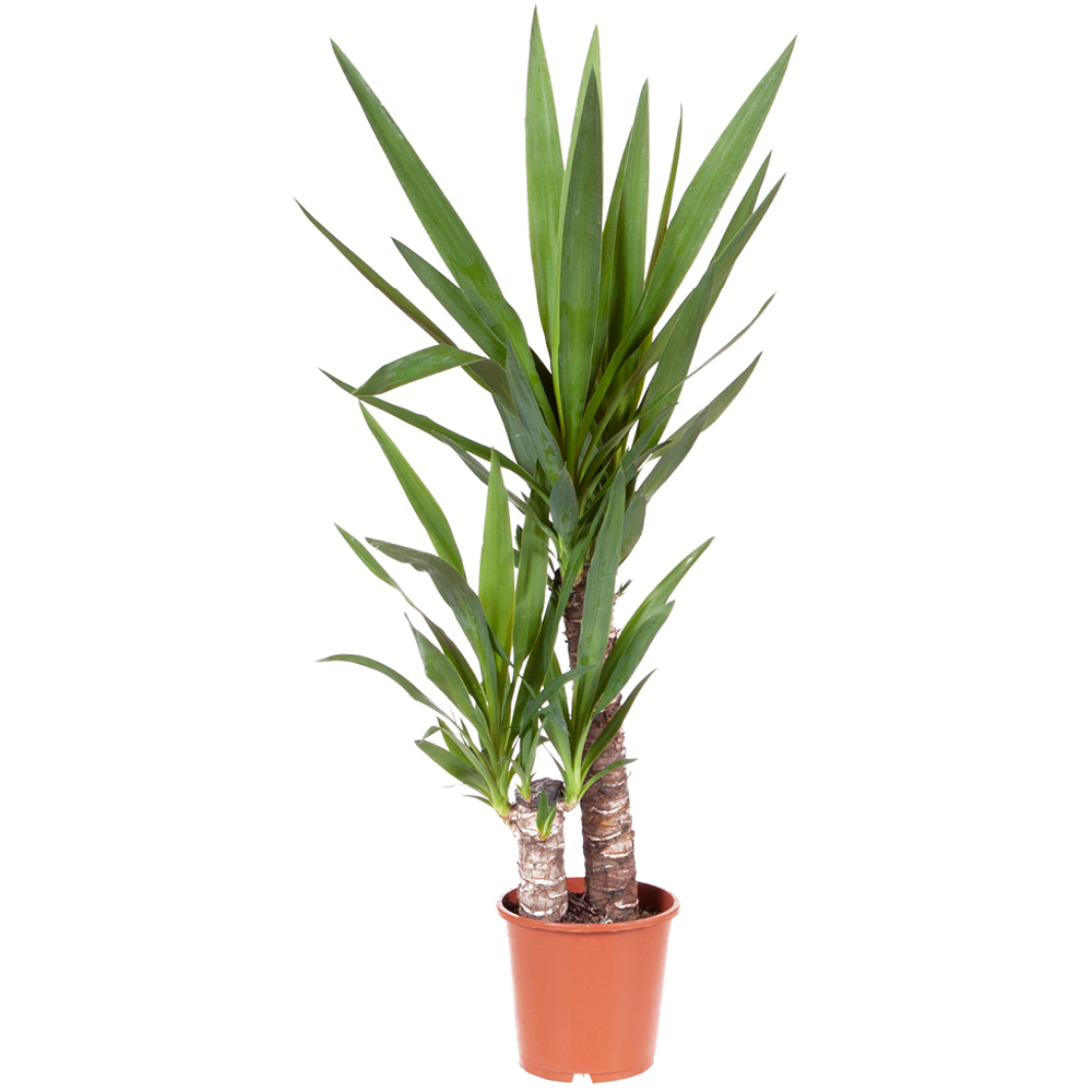 YouGarden 2 Stem Yucca with Mustard Textured Pot Cover 17cm Image 2
