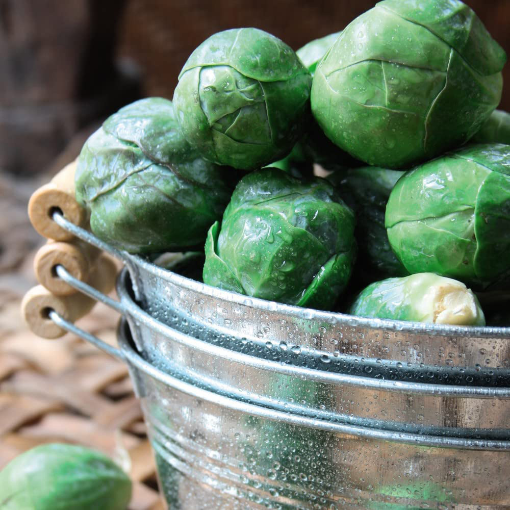 Thompson & Morgan Brussels Sprout Crispus Postiplugs 20 Pack Image 2