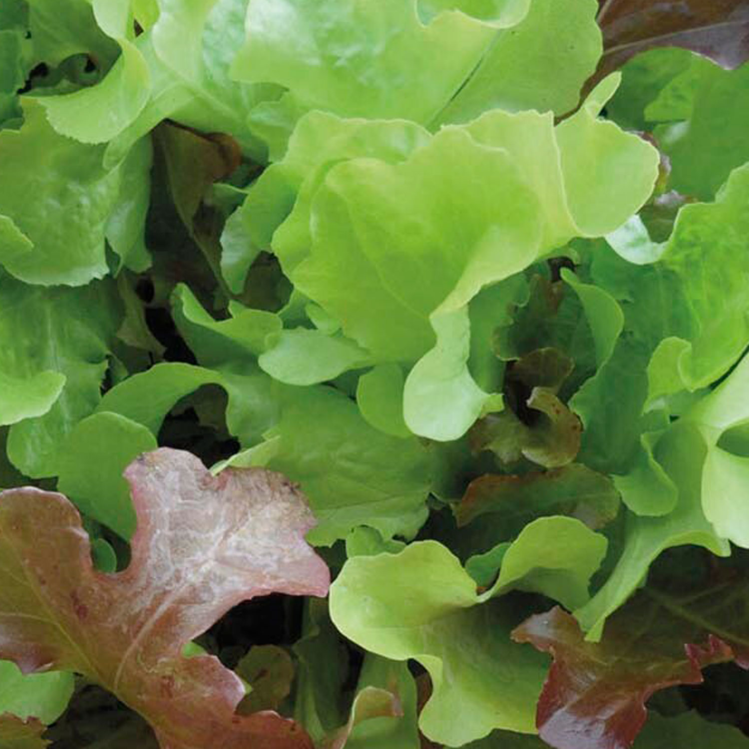 Johnsons Red and Green Lettuce Vegetable Seeds Image 1