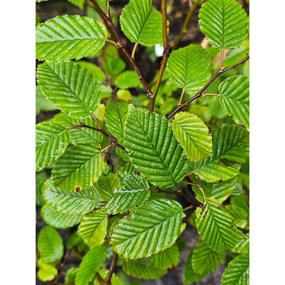 Inspirational Gifting Hornbeam Semi-Evergreen Bare Root Hedge Plant Sapling 3ft 20 Pack Image 6