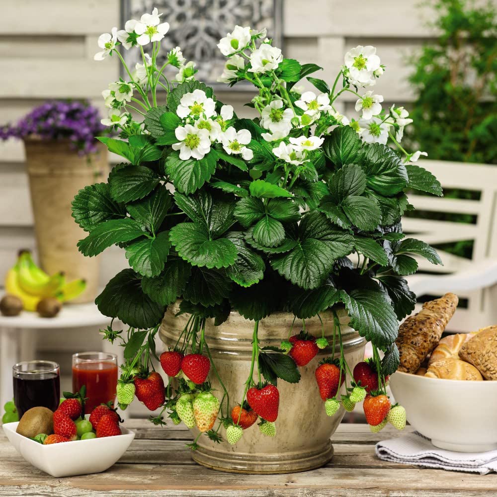 Thompson and Morgan Strawberry Montana Plant in Pot 9cm 3 Pack Image 2